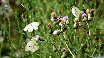 Bielinek kapustnik (Pieris brassicae) – gatunek motyla z rodziny bielinkowatych © Sławek
