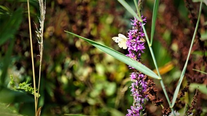 Bielinek kapustnik (Pieris brassicae) – gatunek motyla z rodziny bielinkowatych © Sławek