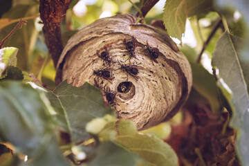 bald face hornet nest