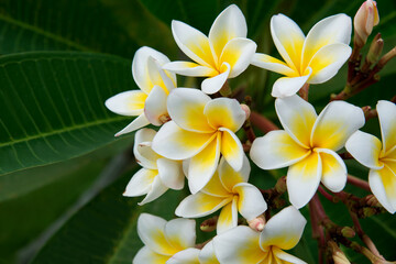 Fototapeta premium White frangipani plumeria flowers on green background. Copyspace. Selective focus