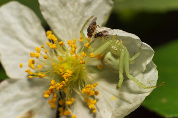 Araña antes de comer en una flor