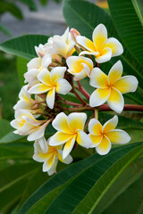 Fototapeta na wymiar White frangipani plumeria flowers on green background. Copyspace. Selective focus