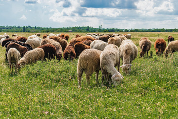 A flock of sheep grazes on the green grass in a field on a sunny summer day under a blue sky with white cumulus clouds. A green field in the countryside with grazing sheep.