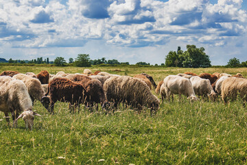 Naklejka na ściany i meble A green field in the countryside with grazing sheep on a sunny summer day under a blue sky with white cumulus clouds. A flock of sheep grazing on the green grass in the field.