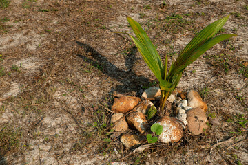 Young coconut sprout. Coconut plantation, cultivation of coconuts.