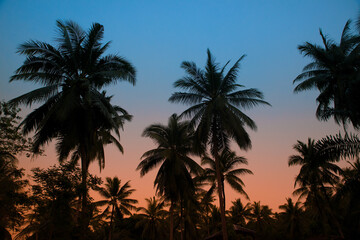 Fototapeta na wymiar Silhouettes of palm trees on a background of a sunset sky