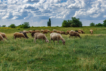 Naklejka na ściany i meble A flock of sheep grazing on the green grass in the field. A green field in the countryside with grazing sheep on a sunny summer day under a blue sky with white cumulus clouds.