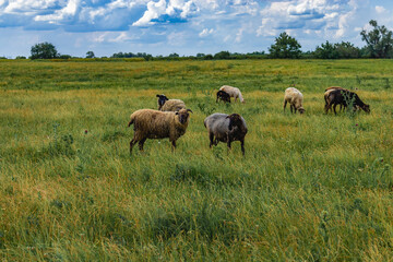 A field in the countryside with green grass and grazing sheep on a sunny summer day under a blue sky with white cumulus clouds. A flock of sheep grazing on the green grass in the field.