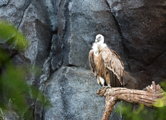 The griffon vulture (Gyps fulvus) sitting on the old branch.