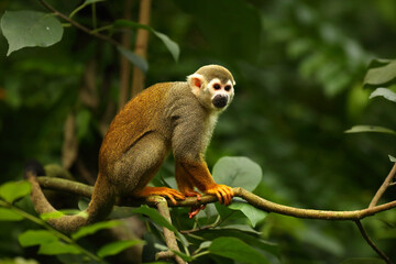 The term common squirrel monkey (Saimiri sciureus) sitting on the green branch. Green trees in the background. - obrazy, fototapety, plakaty