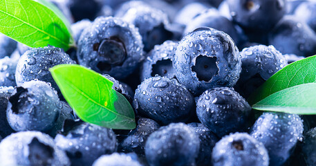 Fresh organic blue berries with water drops macro view.