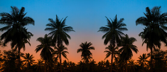 Fototapeta na wymiar Silhouettes of palm trees on a background of a sunset sky