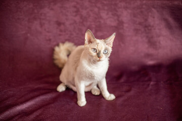 Fototapeta na wymiar short-haired white cat with beige spots on a burgundy background