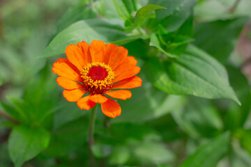 Orange zinnia or major flower on green background with copy space. Growing and breeding of garden plants, landscape design of the site