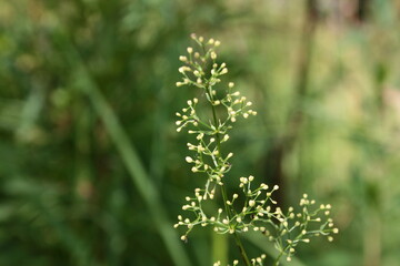 white wild flowers in the meadow