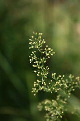 white wild flowers in the meadow