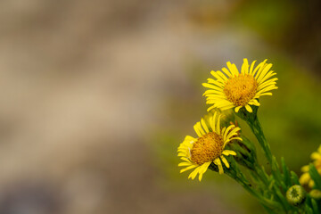 Blurred backgrounds with bokeh and with colorful flowers, branches and seeds of various intense colors	