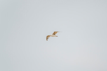 Seagulls flying along the coast of the city of Laredo in the province of Santander, during the summer on a cloudy day