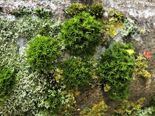 Fototapeta na wymiar green moss on beech tree