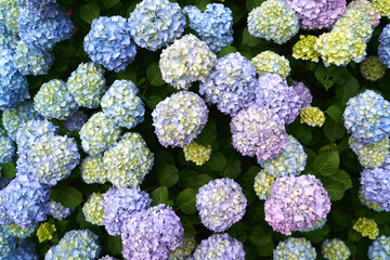 Bright hydrangea flowers on a green bush