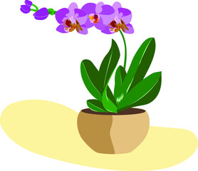 Pink orchid in a ceramic pot indoor plant