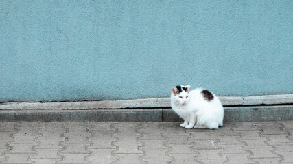 biały kot z czarną plamką siedzący na tle niebieskiej ściany - obrazy, fototapety, plakaty