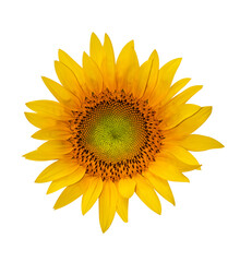 Obraz premium Sunflower isolated on white background. Clipping Path.