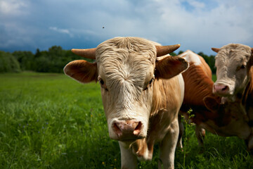 A herd of cows on a green meadow