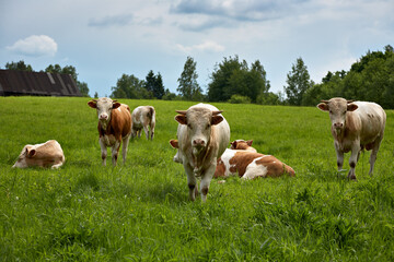 A herd of cows on a green meadow