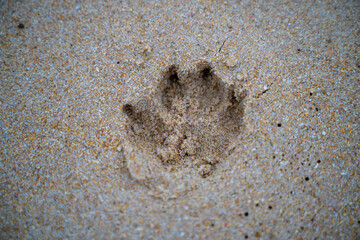 Dog footprints in the sand on the beach, with brown sand