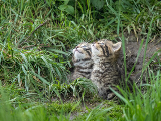 Scottish Wildcat Kiitten