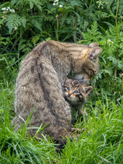 Scottish Wildcat Kiitten and Mother