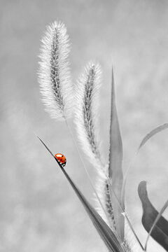 Red ladybug sits on the grass, monochrome image, abstract background. Side view, vertical.