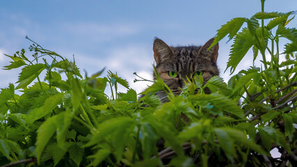 Kot z zielonymi oczami spoglądający zza liści i czający się na swoją ofiarę 