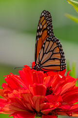 Monarch butterfly perched on red zinnia flower in garden
