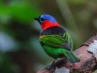 Saíra-militar (Tangara cyanocephala)