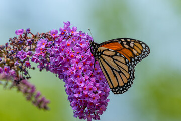 Monarch butterfly feeding from purple flowers in garden in summer