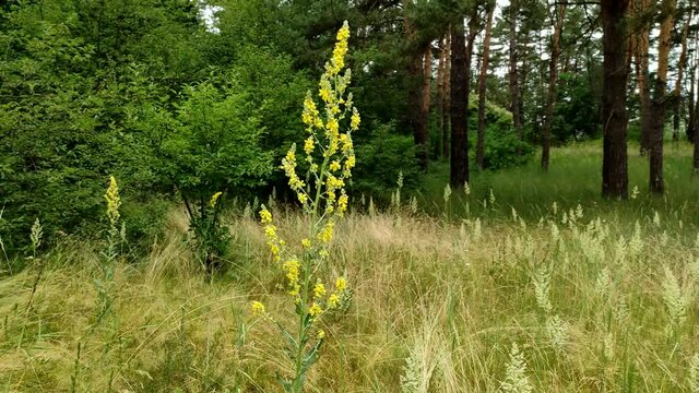 Flowering at the edge of the forest great Hoary mullein Verbascum thapsus or bear ear. A medicinal plant Hoary mullein used in medicine to treat hemorrhoids.