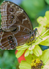 butterfly on a flower