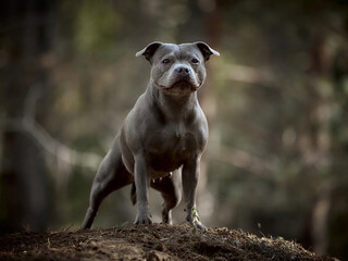Staffordshire terrier in the forest in a clearing