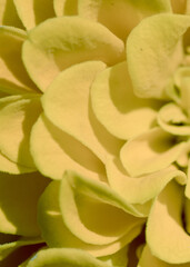 Fototapeta na wymiar yellow chrysanthemum flower