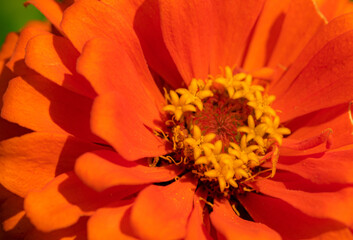 orange flower macro