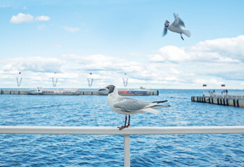 Seagull on the Gulf of Finland in the park of the city of Peterhof in Russia