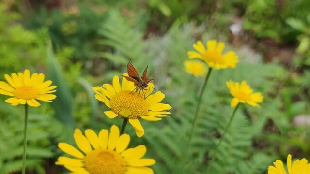 Butterfly with brown wings on a flower. On a yellow chamomile flower, against the background of green fern leaves, a butterfly with dark brown wings walks over the flower and drinks nectar.