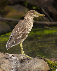 juvenile green heron in eastern Ontario