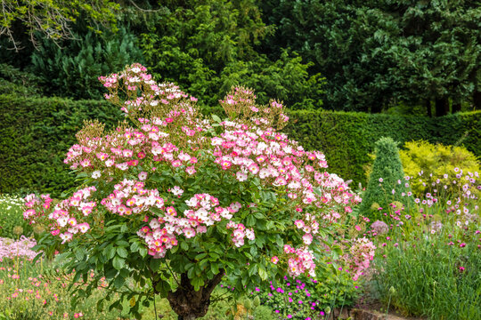 Small flowering pink rose tree in a gardens herbaceous border.