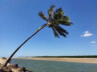 tree on the beach