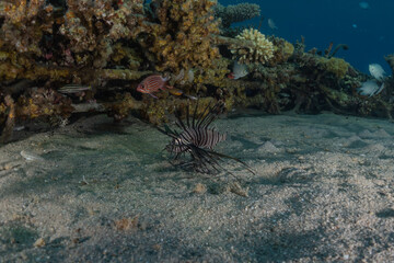 Coral reef and water plants in the Red Sea, Eilat Israel
