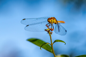 dragonfly on a branch