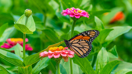 Closeup of a monarch butterfly pollinating a bright pink zinnia flower - Michigan
